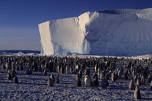 南极,帝企鹅,生物群,扁平,冰山