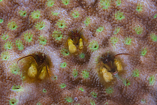 南太平洋,所罗门群岛,三个,寄居蟹,生活方式,洞,珊瑚