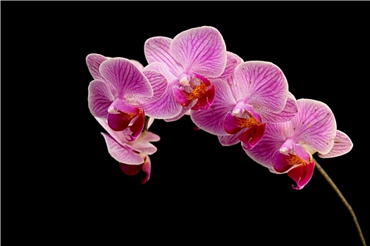 都市传说樱花