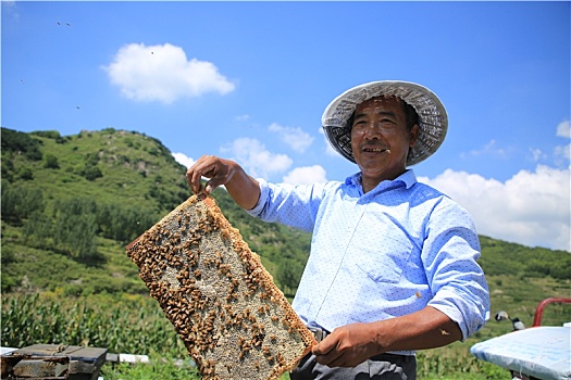 山东省日照市,实拍养蜂人的甜蜜生活