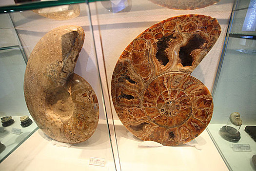 菊石化石