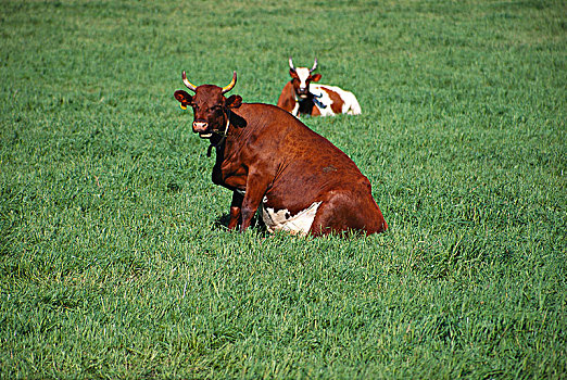 两个,母牛,绿色,草地