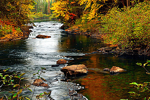 树林,河,秋天,阿尔冈金省立公园,加拿大
