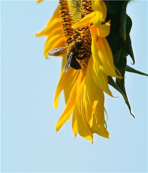 向日葵蜜蜂