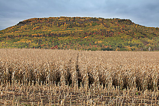 切削,玉米,土地,桑德贝,安大略省,加拿大
