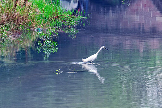 浣花溪公园的白鹭找鱼