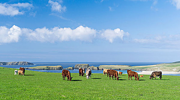 牛,饲养,设得兰群岛,苏格兰,大幅,尺寸