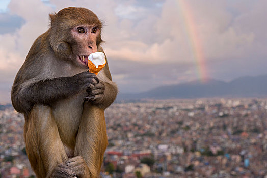 猕猴,吃,冰淇淋,四眼天神庙,风景,房子,城市,彩虹,后面,加德满都,地区,尼泊尔,亚洲