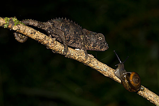 变色龙,幼小,蜗牛,热带雨林,东方,马达加斯加,非洲