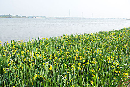 水边黄花丛