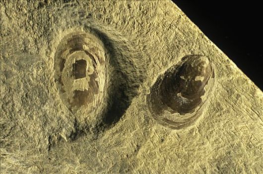 化石,中间,三叠纪,时期,西班牙