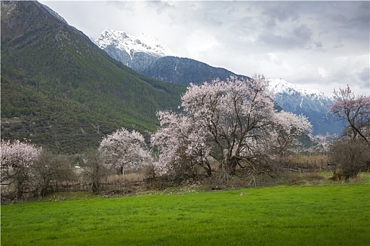 春满岗村