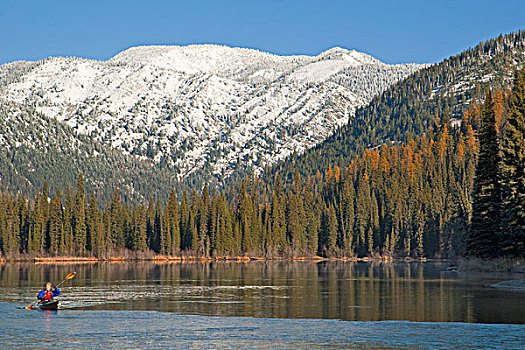 漂流,白鲑,湖,国家森林,蒙大拿