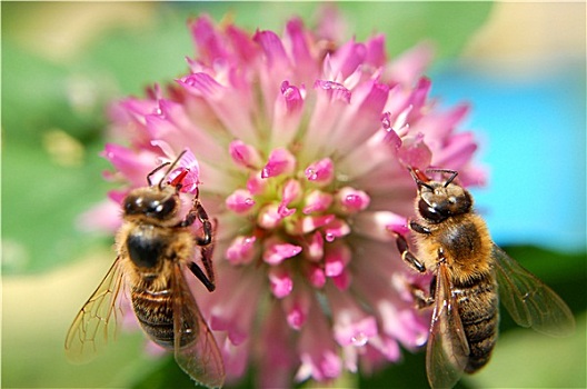 两个,蜜蜂,苜蓿花