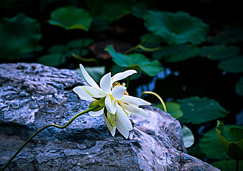 池塘荷花