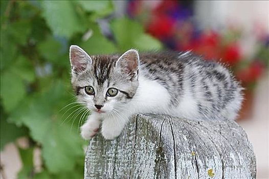 小猫,栅栏柱