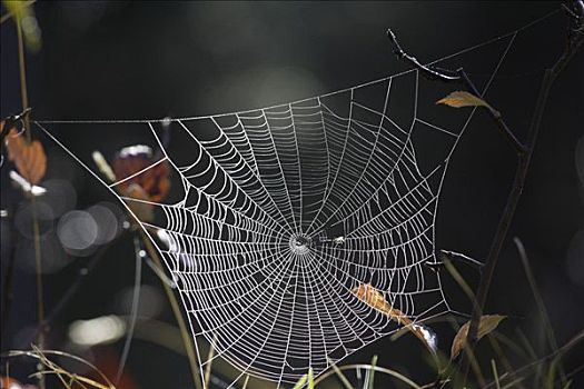 蜘蛛网,下奥地利州