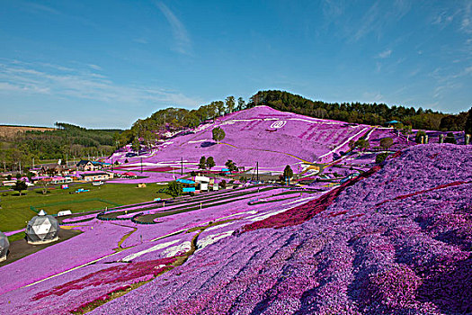 福禄考属植物,公园