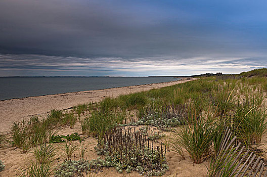 海滩,草,栅栏,科德角,马萨诸塞,美国
