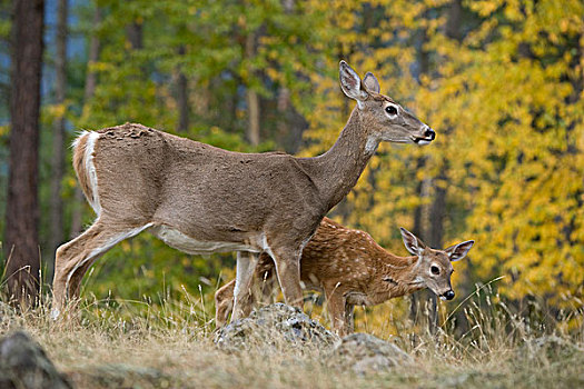白尾鹿,母鹿,鹿