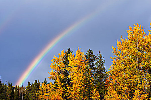 彩虹,混交林,秋天,大台顿国家公园,怀俄明,美国