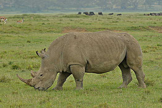 白犀牛,白犀,纳库鲁湖国家公园,靠近,纳库鲁,裂谷省,肯尼亚,非洲