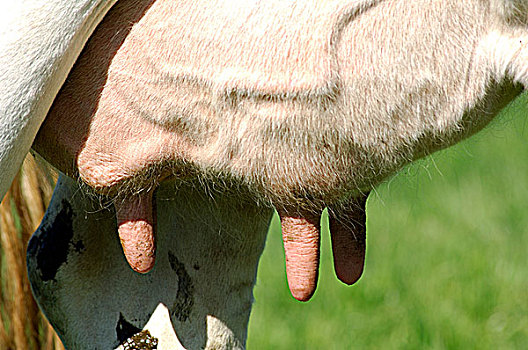 母牛,牛,动物乳房