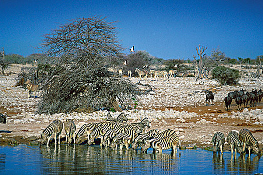 斑马,群,喝,水潭,蓝角马,角马,牧群,埃托沙国家公园,纳米比亚