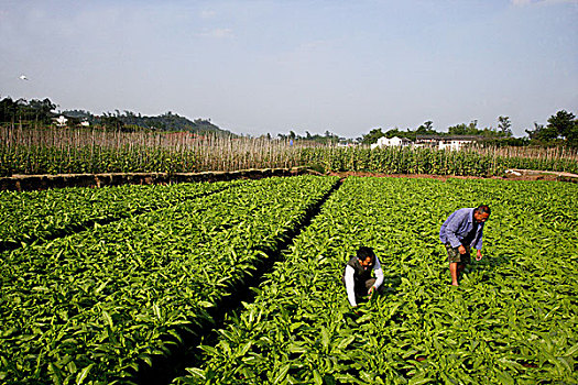 重庆璧山县新堰村蔬菜基地,莴笋,蔬菜大田