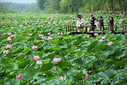 微山湖湿地荷花醉游人