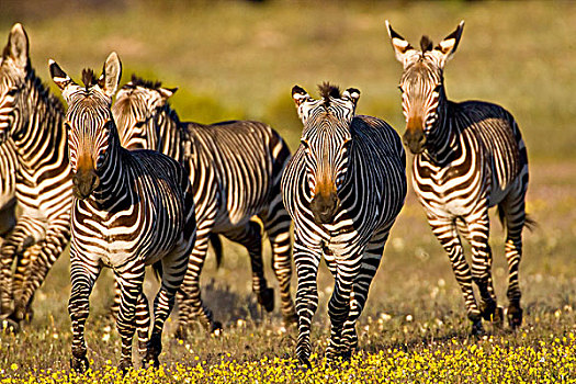 角山斑马,西海角,省,南非