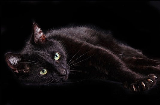 黑猫,展示,爪,躺着,黑色背景