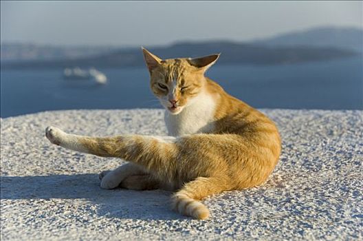 猫,正面,锡拉岛,基克拉迪群岛,爱琴海,希腊