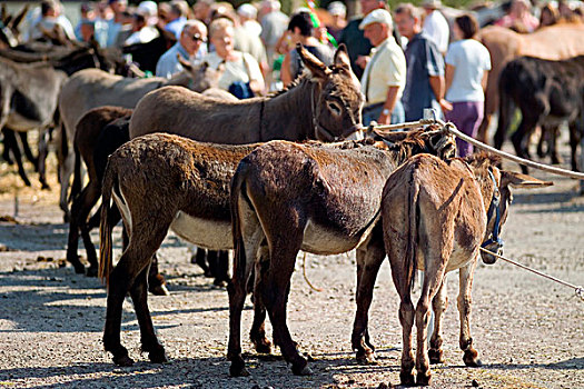 驴,牲畜,市场,布列塔尼半岛,法国