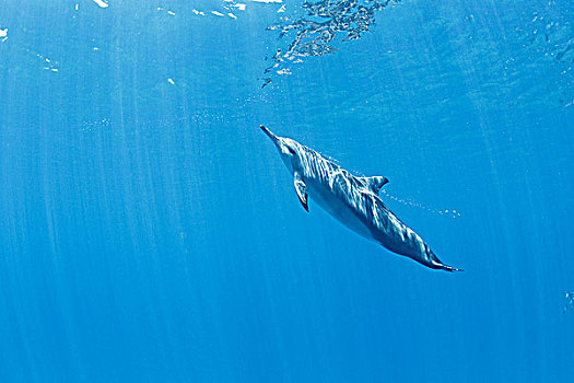 夏威夷,湾,飞旋海豚,长吻原海豚,水下,靠近,海洋,表面
