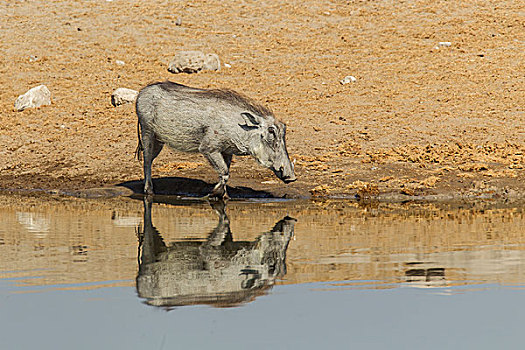 普通,疣猪,水坑,埃托沙国家公园,纳米比亚,非洲