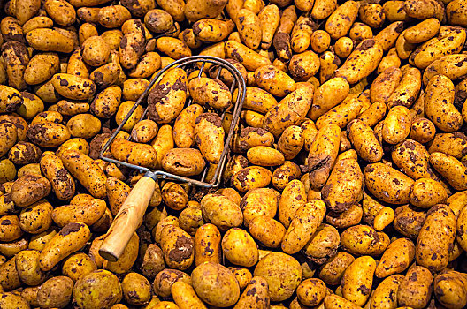 土豆,出售,地区,北莱茵威斯特伐利亚,德国,欧洲