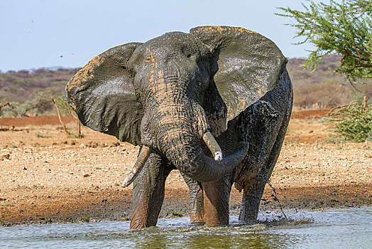 非洲象,水,泥,浴室,水坑,自然保护区,纳米比亚,非洲