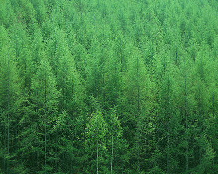 树林,绿色