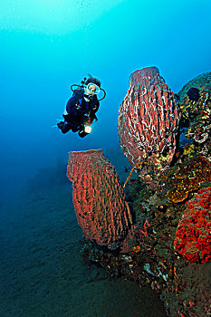 水下,风景,大,花瓶,海绵,珊瑚礁,巴厘岛,岛屿,小巽他群岛,海洋,印度尼西亚,印度洋,亚洲