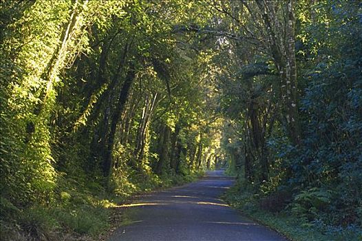 道路,艾格蒙特国家公园,北岛,新西兰