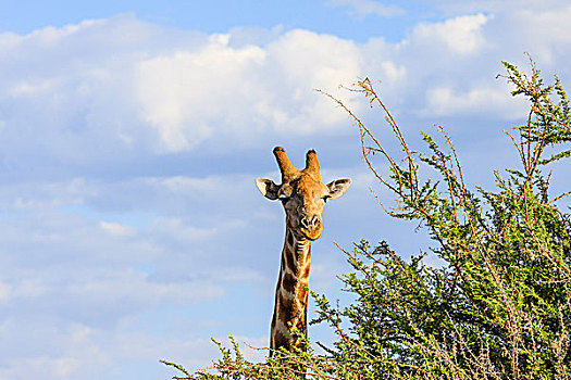 长颈鹿,纳米比亚,非洲
