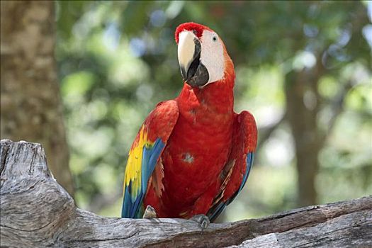 绯红金刚鹦鹉,成年,洪都拉斯,中美洲