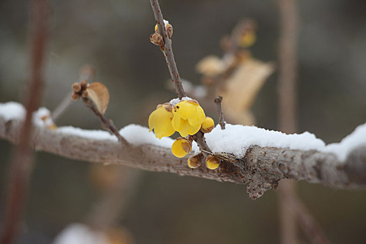 雪后迎春花