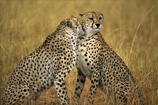 印度豹,猎豹,一对,修饰,一个,肯尼亚