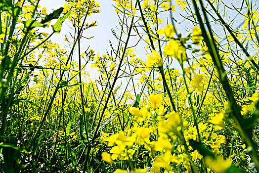 油菜花