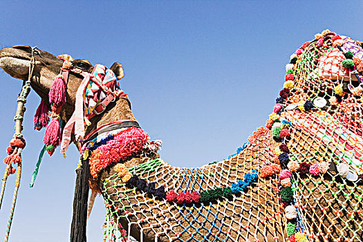 仰视,骆驼,拉贾斯坦邦,印度