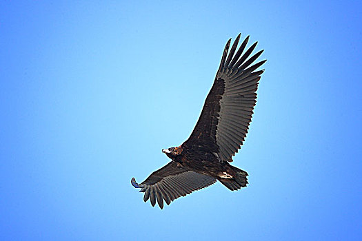 敬信湿地飞翔中的秃鹫
