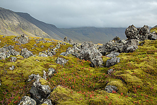 冰岛,山景,石头,苔藓,红色,蔓越莓,叶子,云,阳光
