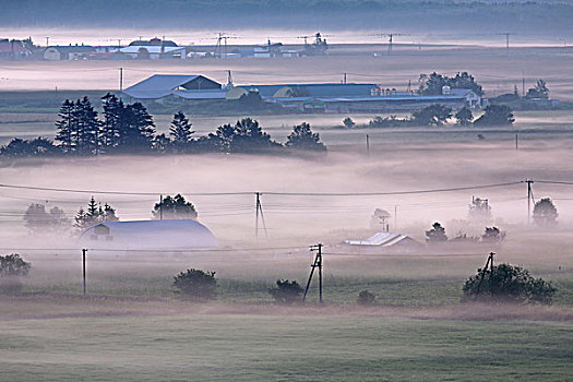 乳业,乡村,早晨,雾气